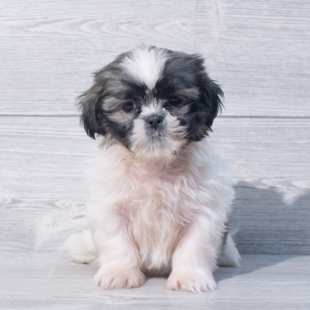 Shih Tzu Dog Female Brown / White 1567 Petland Cleveland