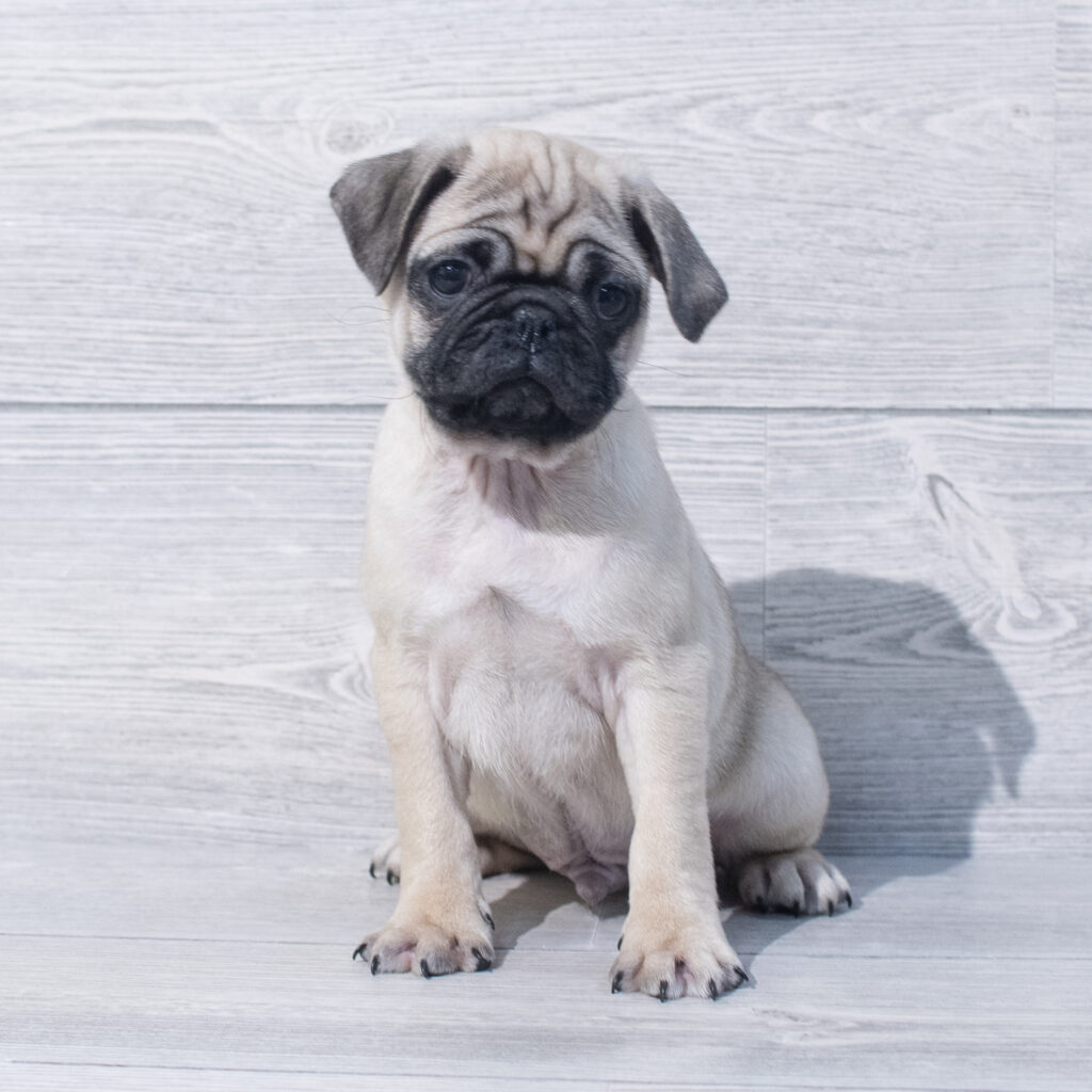 Pug Dog Male Fawn 1566 Petland Cleveland