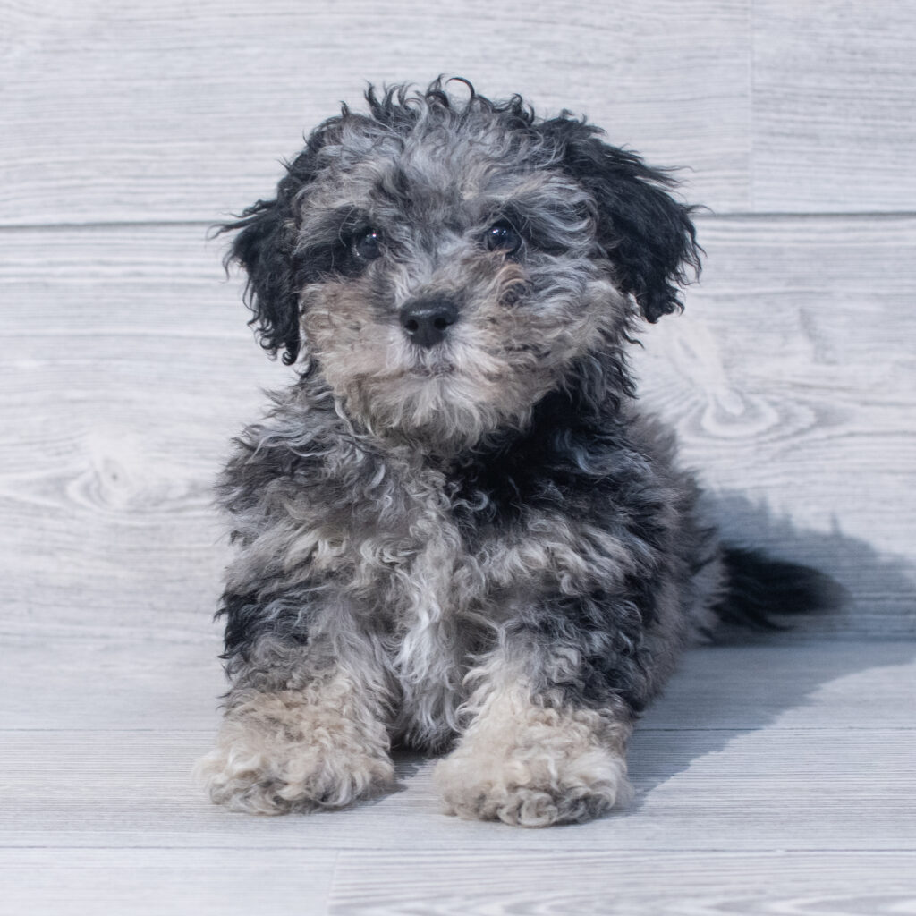 Poodle Mini/Bichon Frise Dog Male Blue Merle 1565 Petland Cleveland