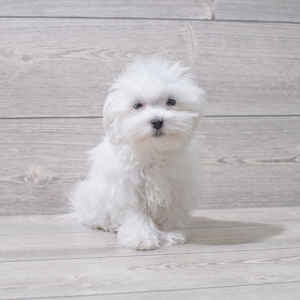 Maltese Dog Female White 4802 Petland Cleveland