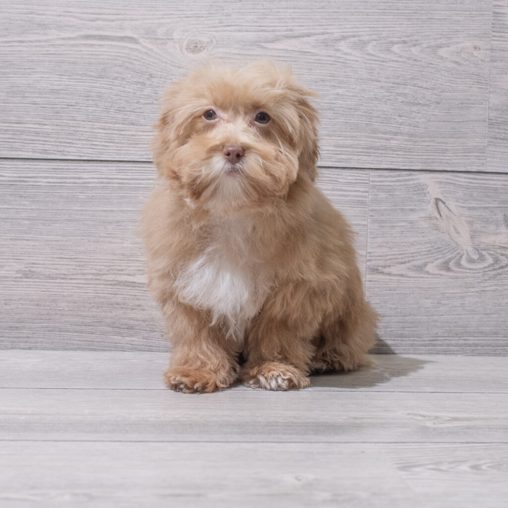 Havapoo Dog Male Apricot 4806 Petland Cleveland