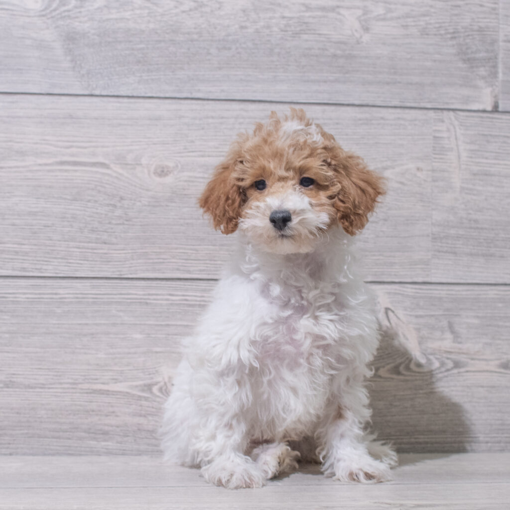 Poodle Toy Dog Male White / Apricot 4825 Petland Cleveland