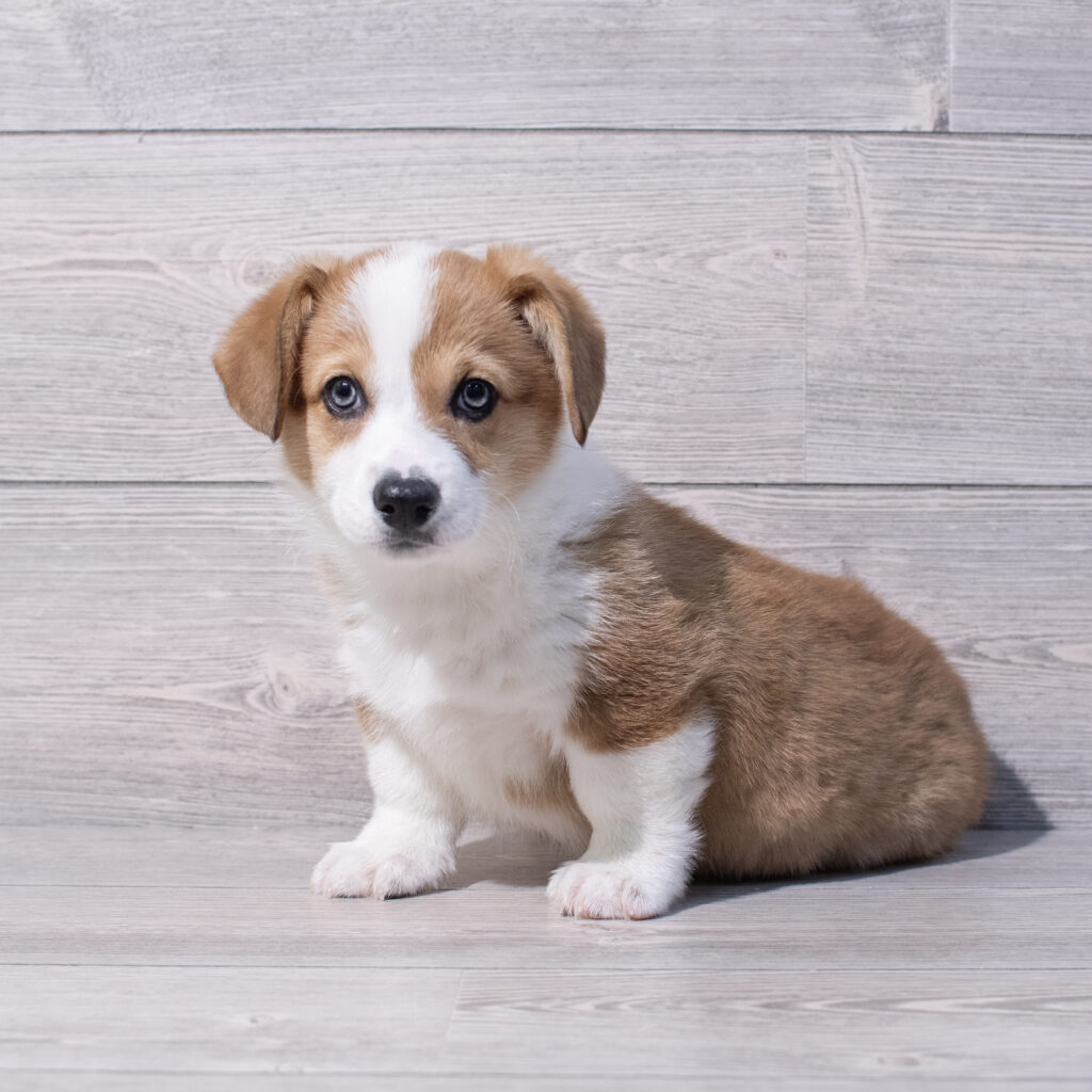 Pembroke Welsh Corgi Dog Female Red / White 1583 Petland Cleveland