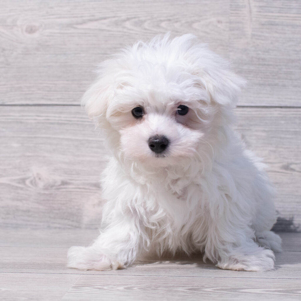 Maltese Dog Male White 1584 Petland Cleveland