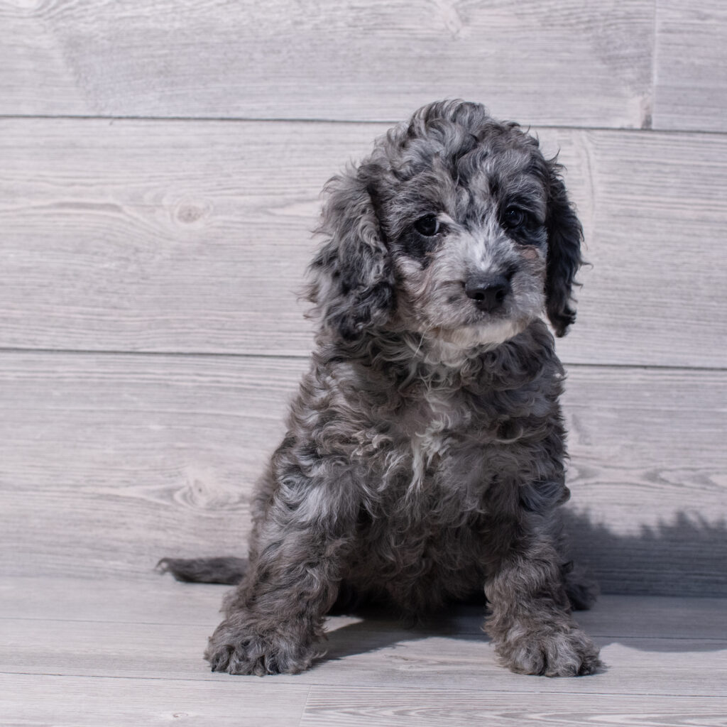 Cock A Poo Dog Male Blue Merle 1585 Petland Cleveland