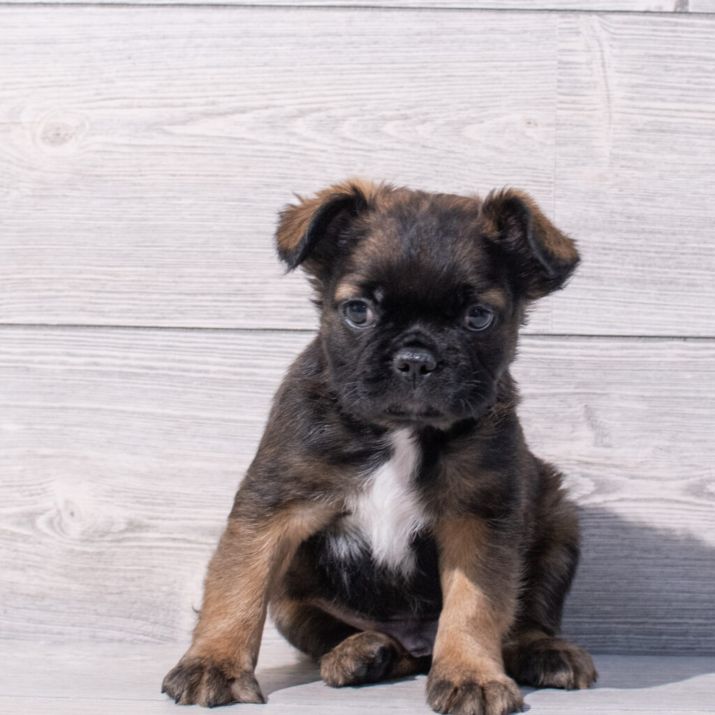 Fluffy French Bulldog Dog Male Black / White 1582 Petland Cleveland
