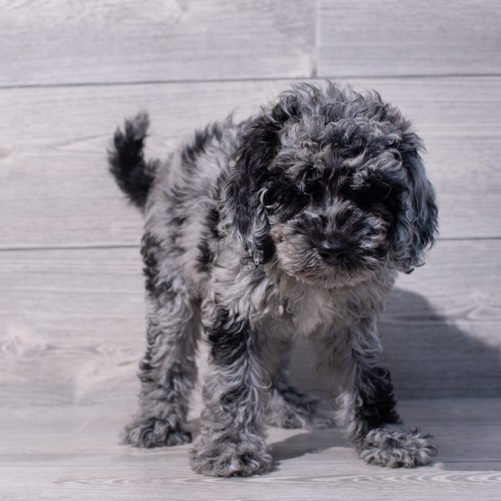 Poodle Moyen Dog Female Blue Merle 1586 Petland Cleveland