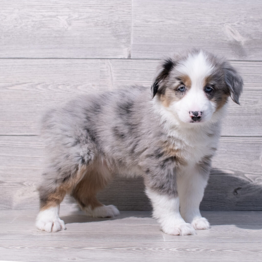 Miniature Australian Shepherd Dog Female Blue Merle 1587 Petland Cleveland
