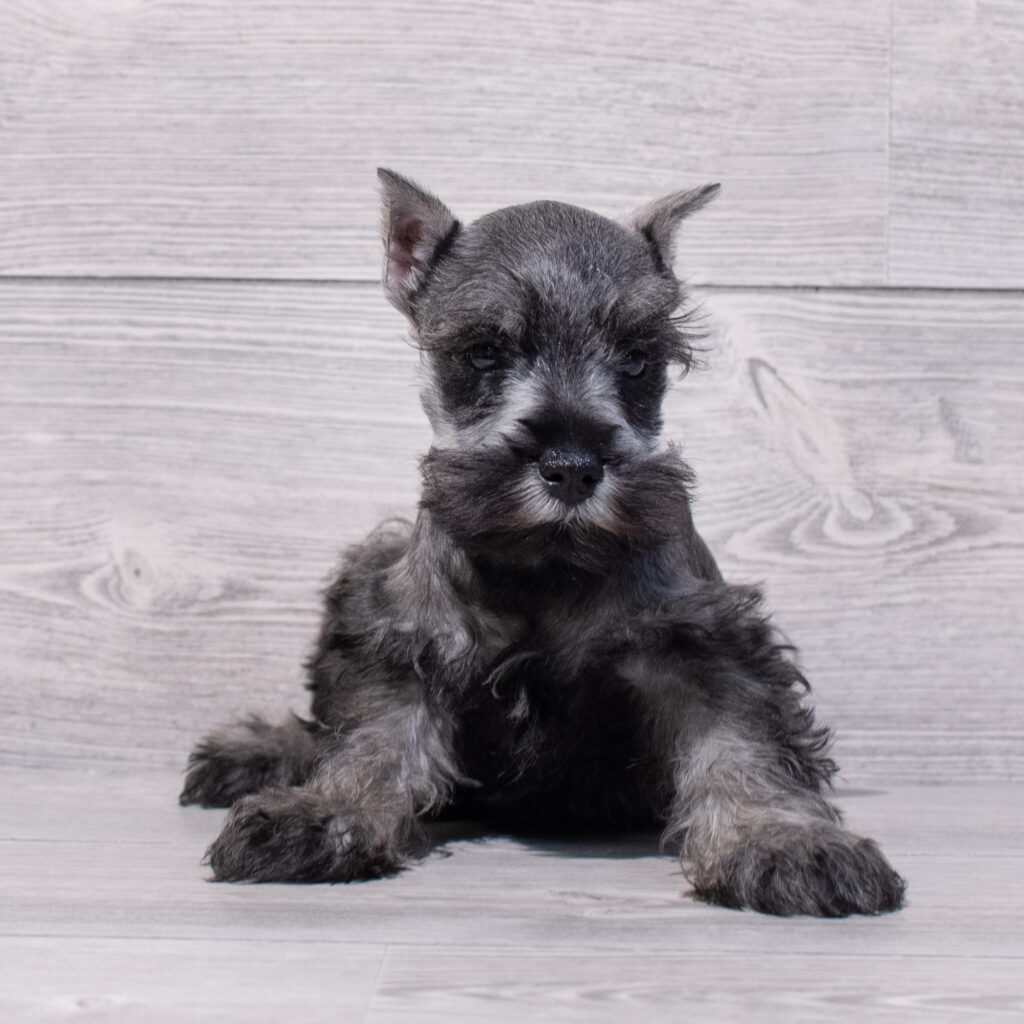 Miniature Schnauzer Dog Male Salt / Pepper 1589 Petland Cleveland