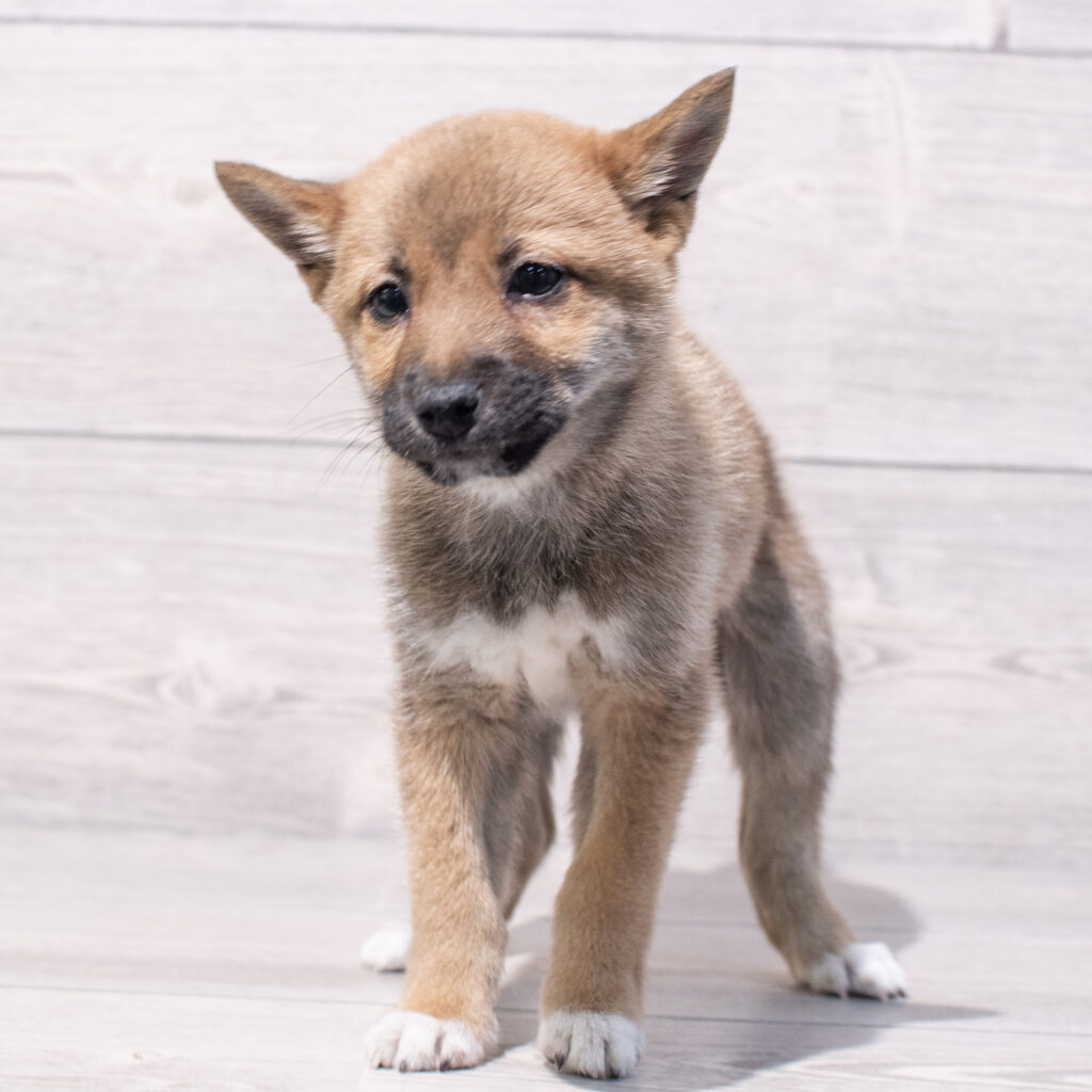 Shiba Inu Dog Female Red Sesame 1577 Petland Cleveland