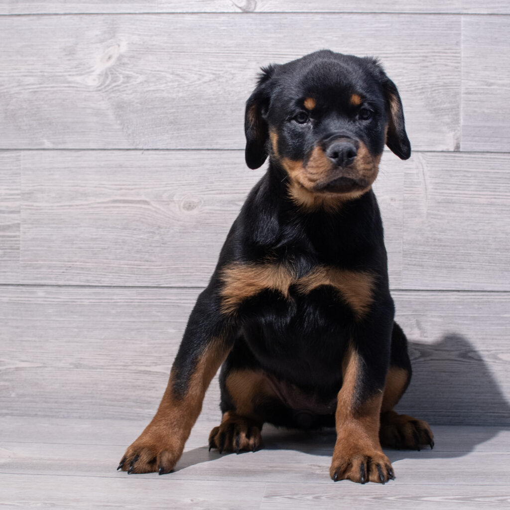 Rottweiler Dog Female Black / Tan 1581 Petland Cleveland