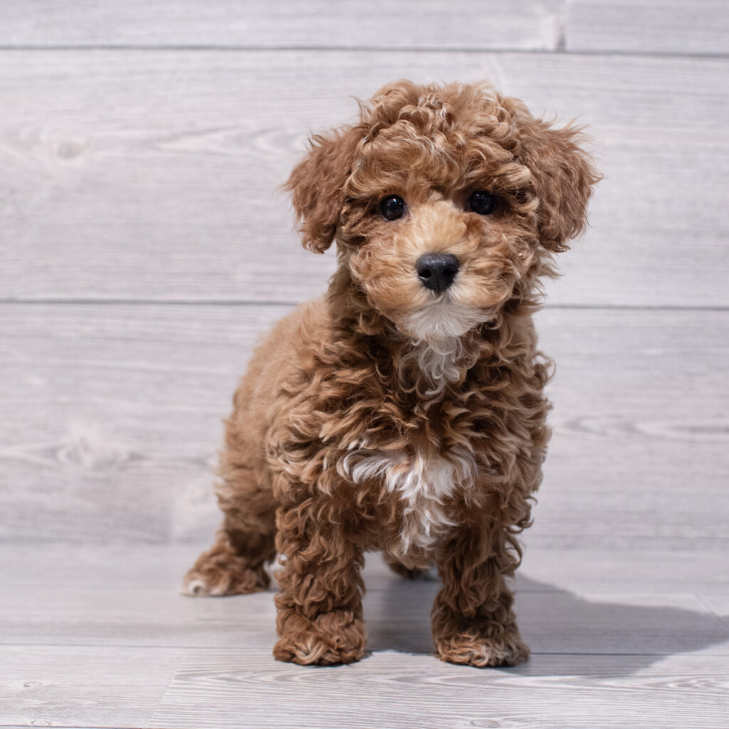 Poodle Mini Dog Female Red 1580 Petland Cleveland