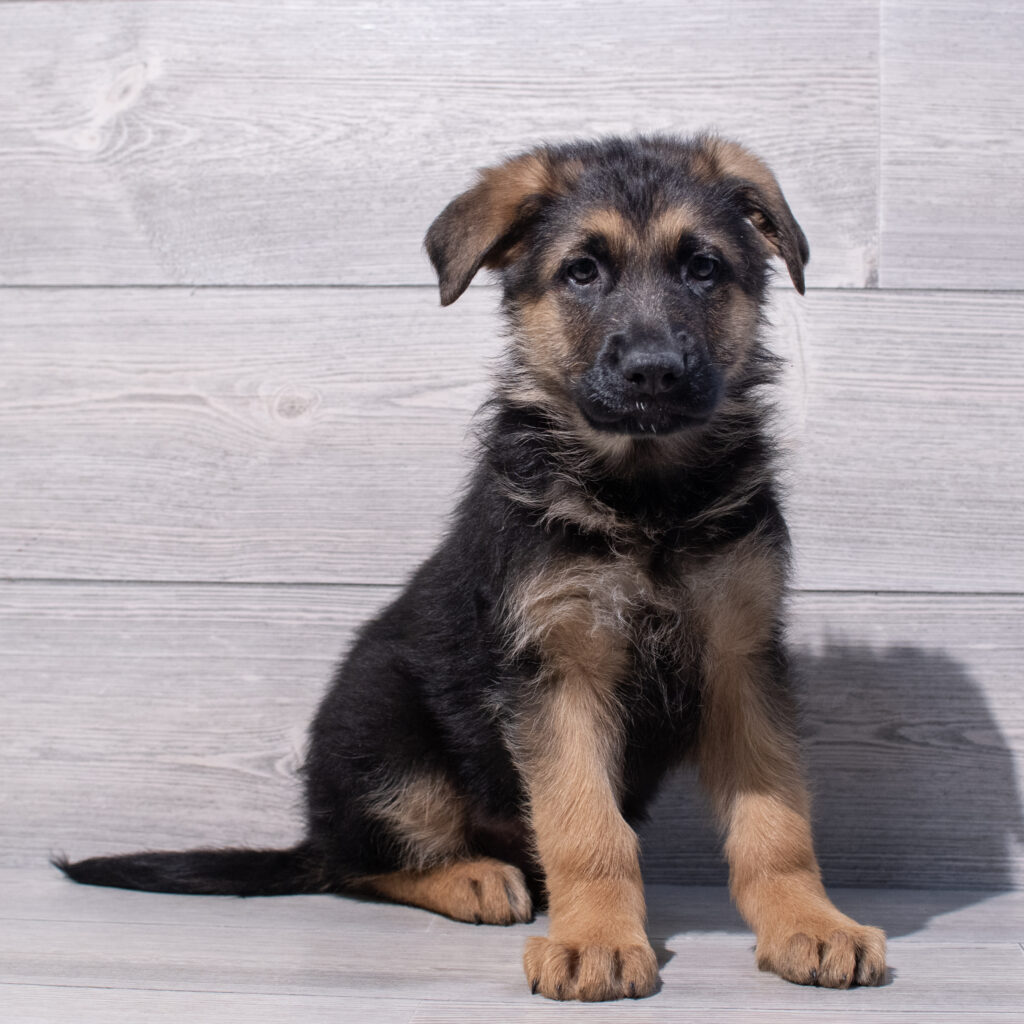 German Shepherd Dog Dog Male Black / Red 1579 Petland Cleveland