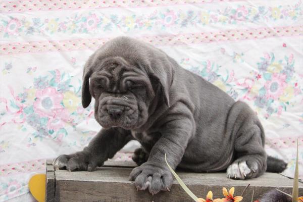 Neapolitan Mastiff Dog Male Blue 4888 Petland Cleveland