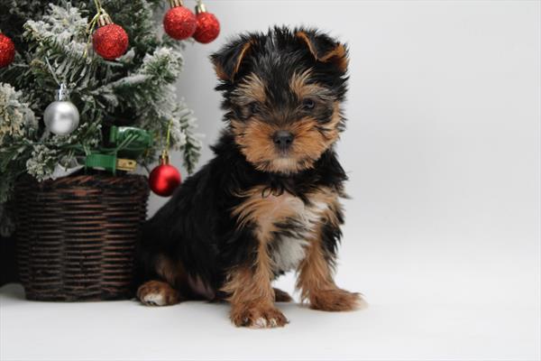 Yorkshire Terrier Dog Male Black / Tan 4885 Petland Cleveland