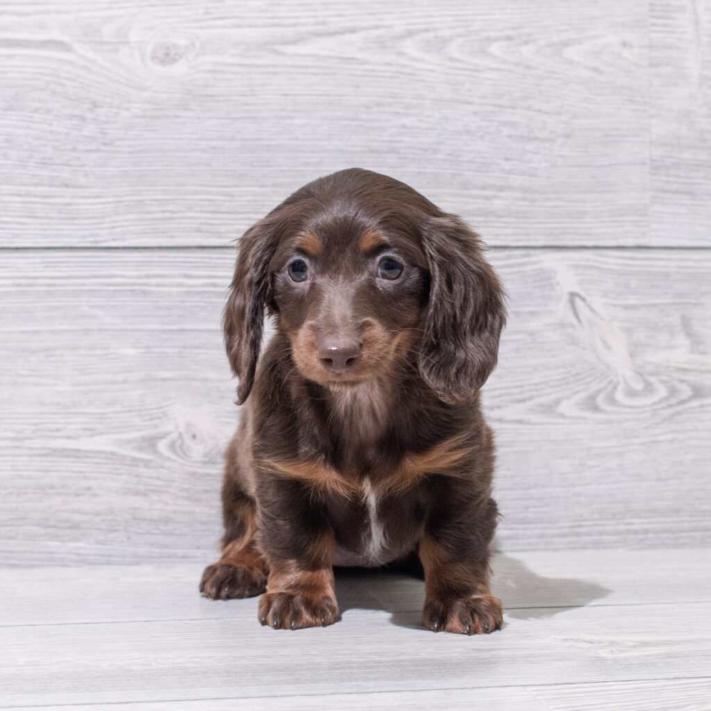 Dachshund Dog Female Chocolate 4839 Petland Cleveland
