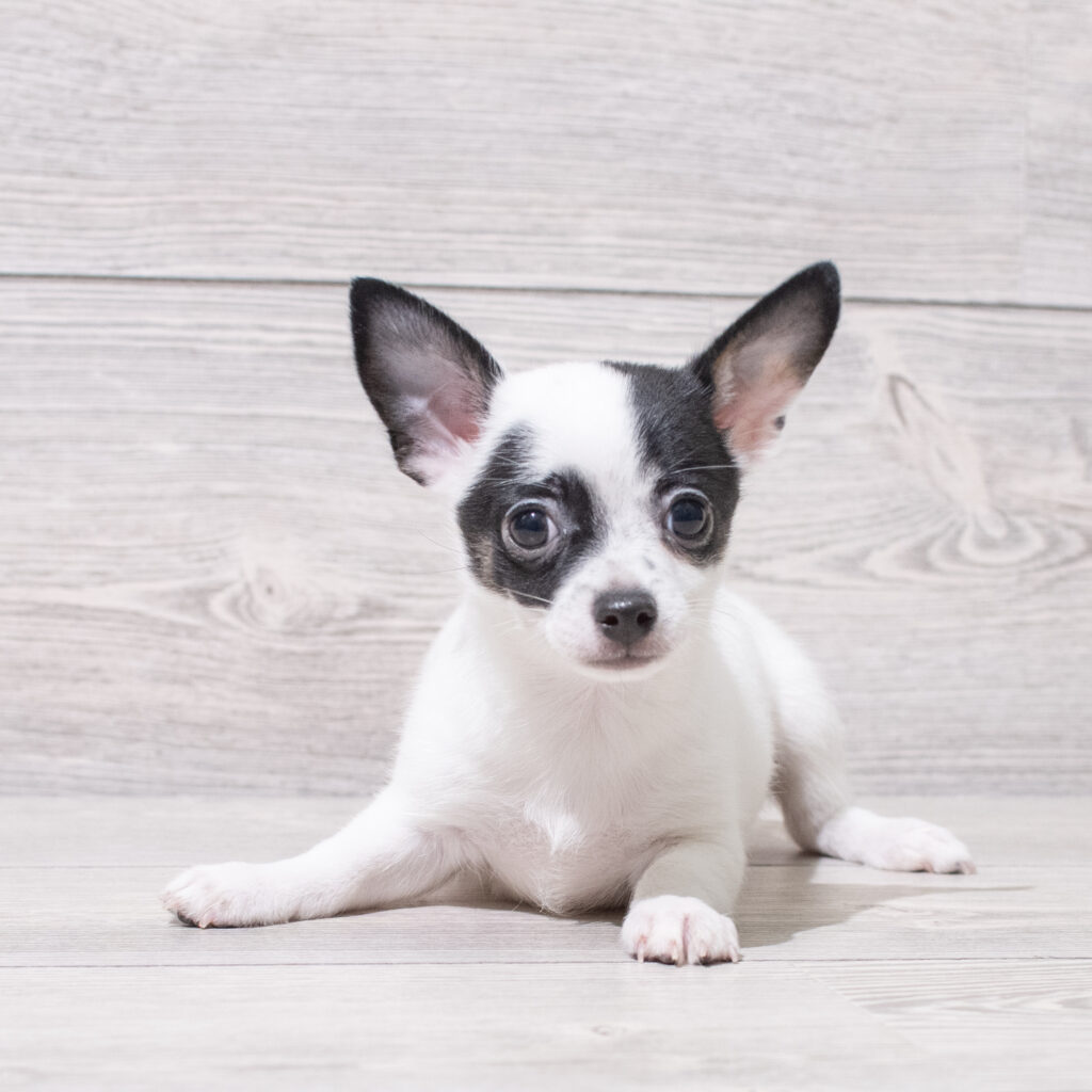 Chihuahua Dog Male White / Black 4837 Petland Cleveland