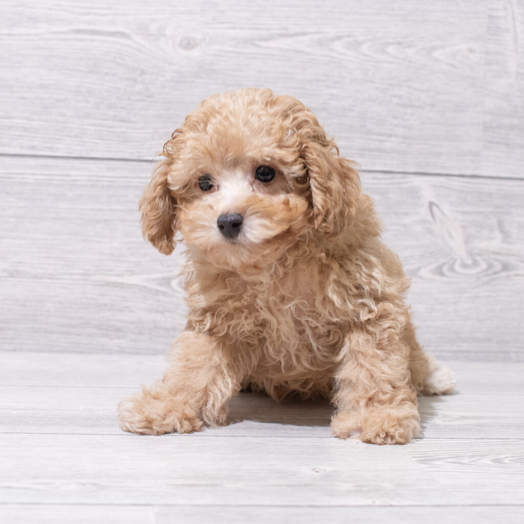 Poodle Dog Male Red 4843 Petland Cleveland