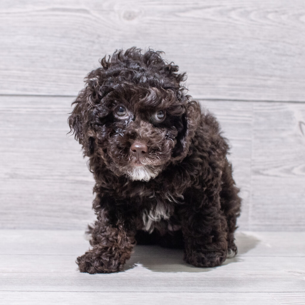 Poodle Mini Dog Female Chocolate 4842 Petland Cleveland
