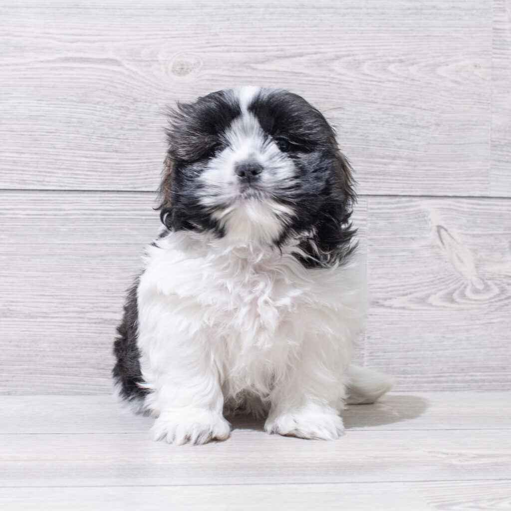 Shih Tzu Dog Female Black / White 4848 Petland Cleveland
