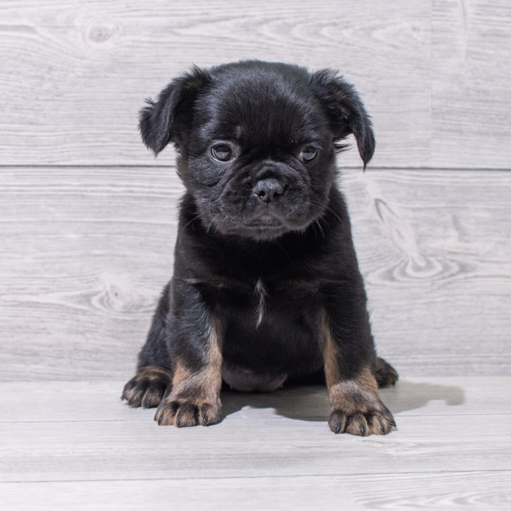 Fluffy French Bulldog Dog Female Black / White 4847 Petland Cleveland