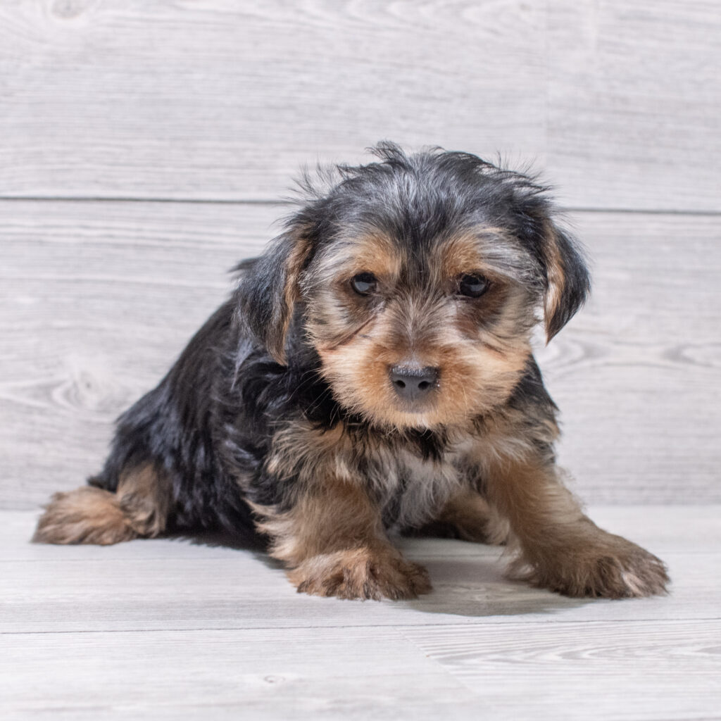 Yorkshire Terrier Dog Female Black / Tan 4845 Petland Cleveland