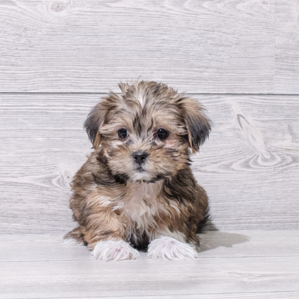 Shorkie Dog Female Brown 4849 Petland Cleveland