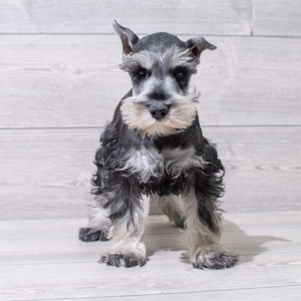 Miniature Schnauzer Dog Male Salt / Pepper 4844 Petland Cleveland