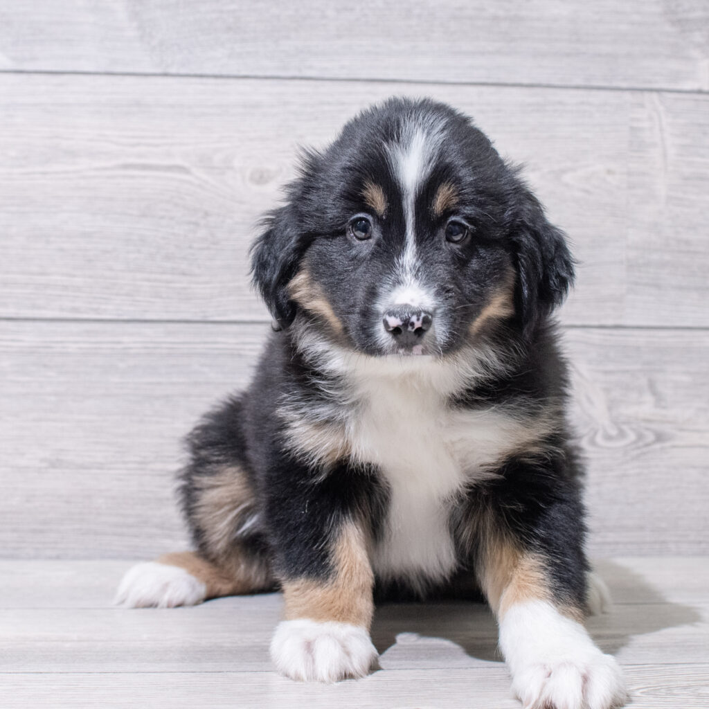 Miniature Australian Shepherd Dog Male Black 4846 Petland Cleveland