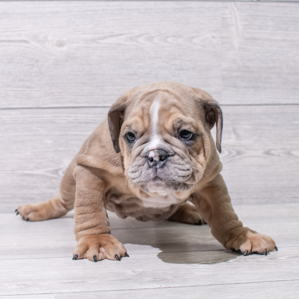English Bulldog Dog Male Lilac Merle 4841 Petland Cleveland