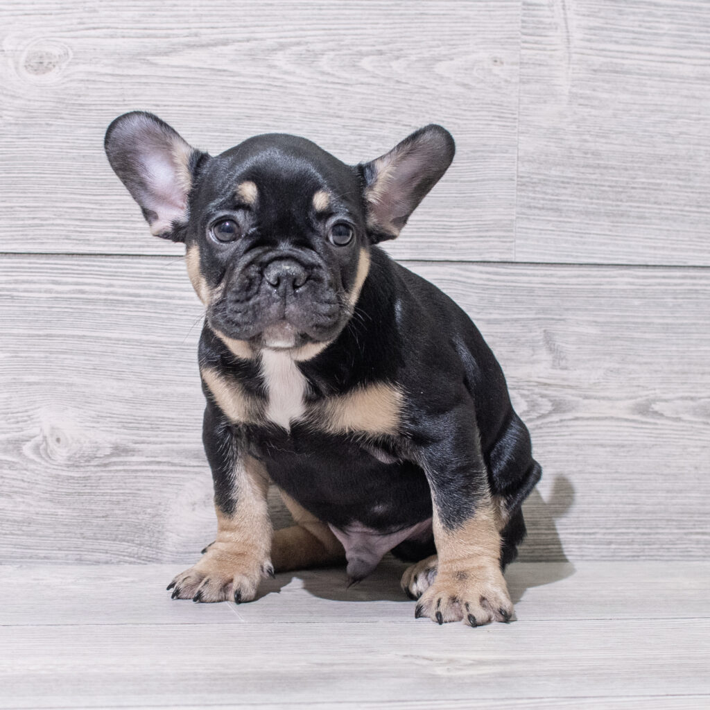 French Bulldog Dog Male Black / Tan 4838 Petland Cleveland