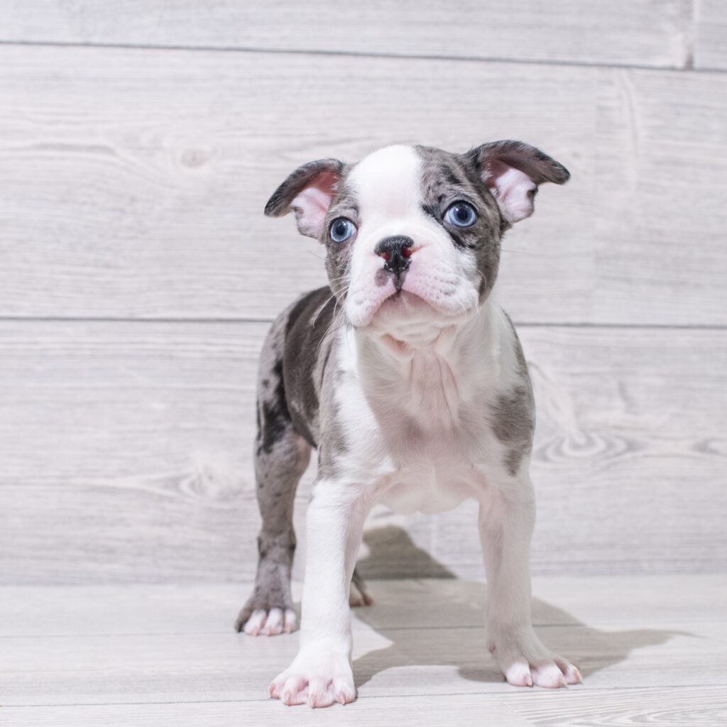 Boston Terrier Dog Male Blue Merle 4840 Petland Cleveland
