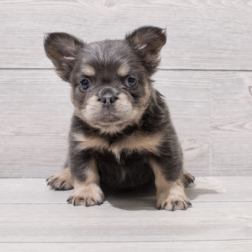 Fluffy French Bulldog Dog Male Blue / Tan 4852 Petland Cleveland