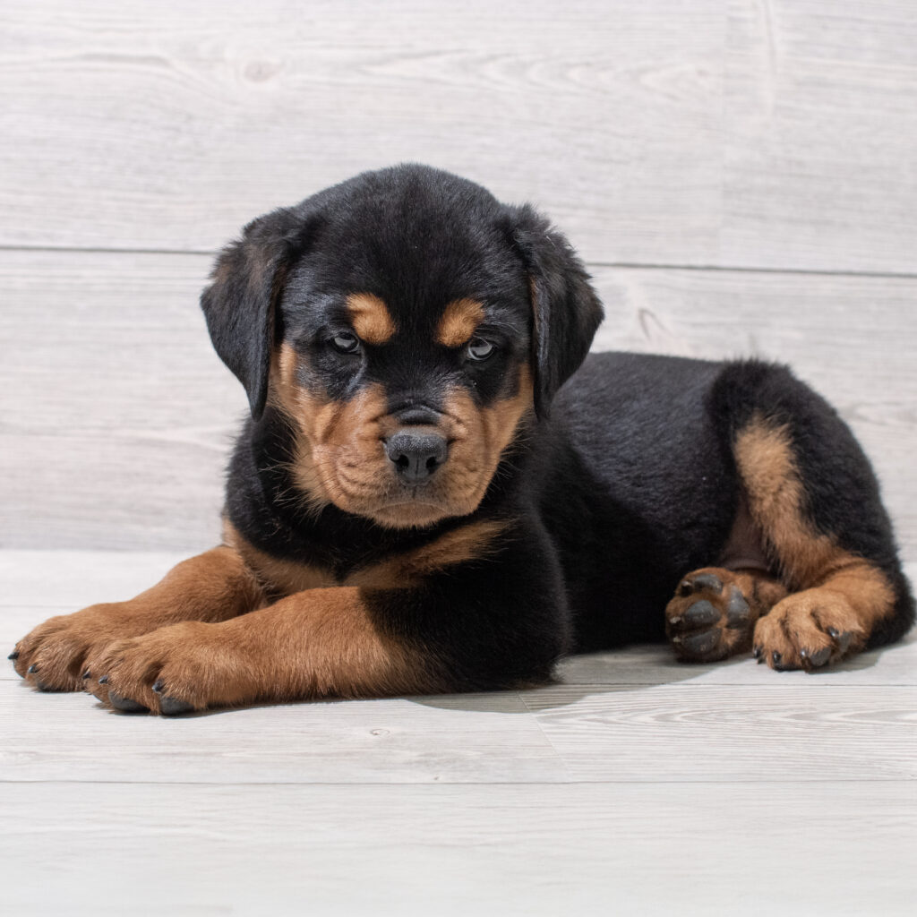 Rottweiler Dog Female Black / Tan 4856 Petland Cleveland