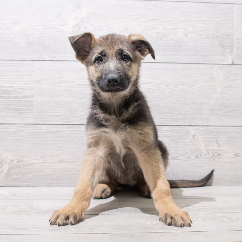 German Shepherd Dog Dog Female Black / Tan 4859 Petland Cleveland