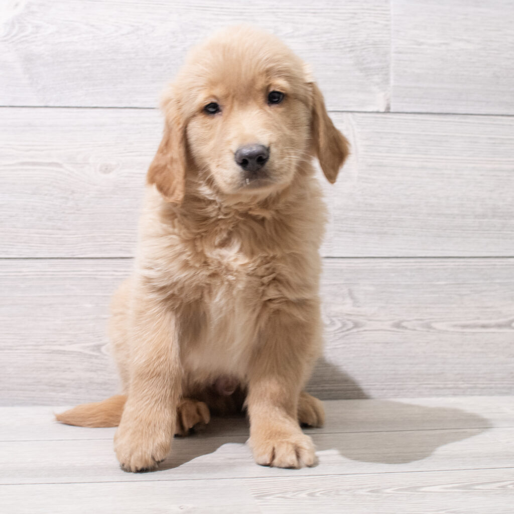 Golden Retriever Dog Male Golden 4858 Petland Cleveland