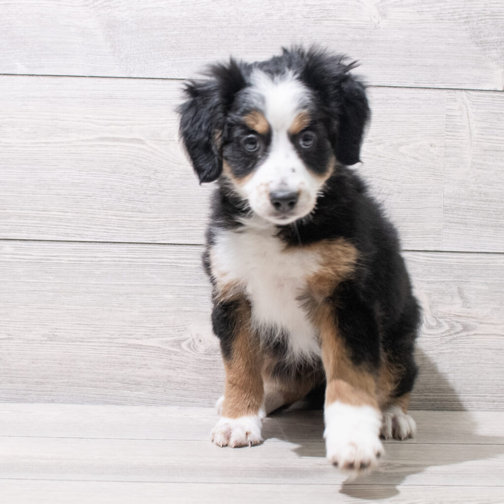 Bernedoodle Mini 2nd Gen Dog Female Tri-Colored 4851 Petland Cleveland