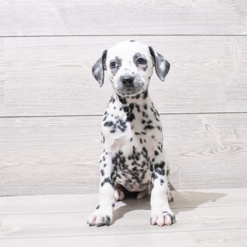 Dalmatian Dog Female Black / White 4855 Petland Cleveland