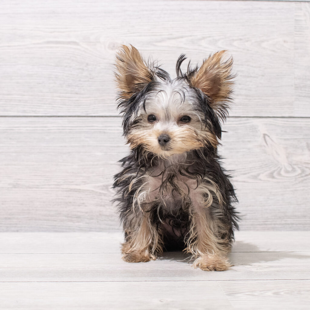 Yorkshire Terrier Dog Male Black / Tan 1618 Petland Cleveland