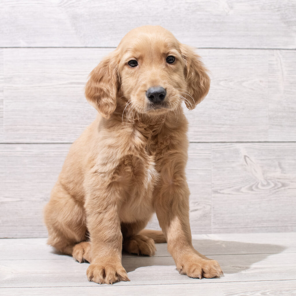 Golden Retriever Dog Male Golden 4850 Petland Cleveland