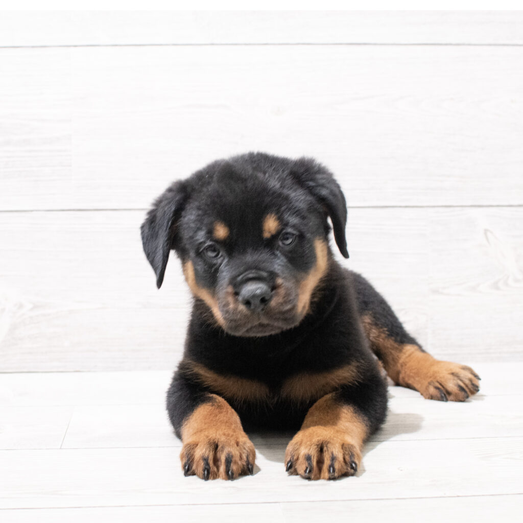Rottweiler Dog Female Black / Tan 4857 Petland Cleveland
