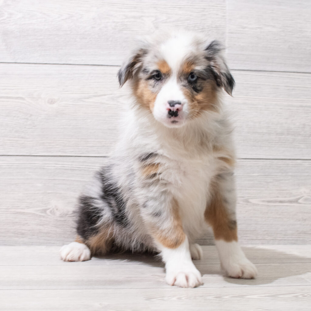 Australian Shepherd Dog Male Blue Merle 4854 Petland Cleveland