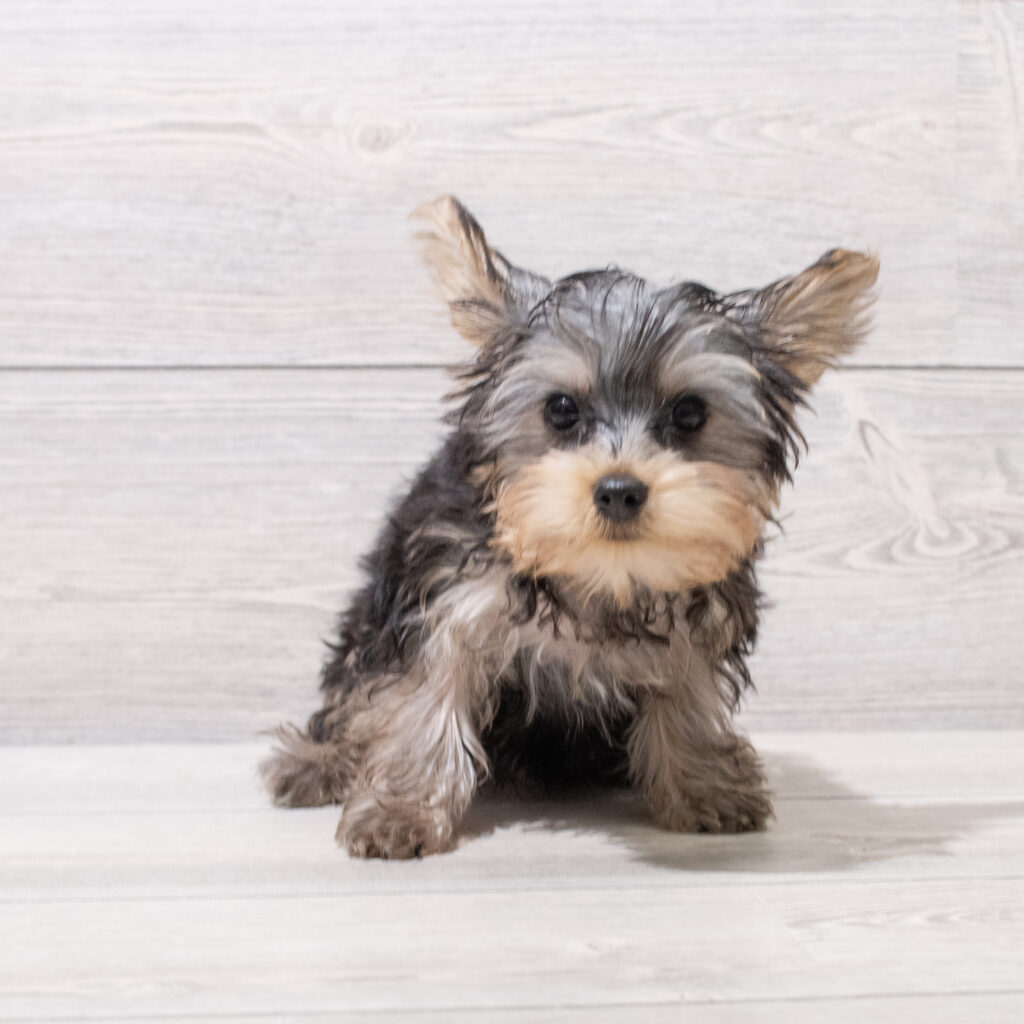 Yorkshire Terrier Dog Male Black/Tan 4804 Petland Cleveland