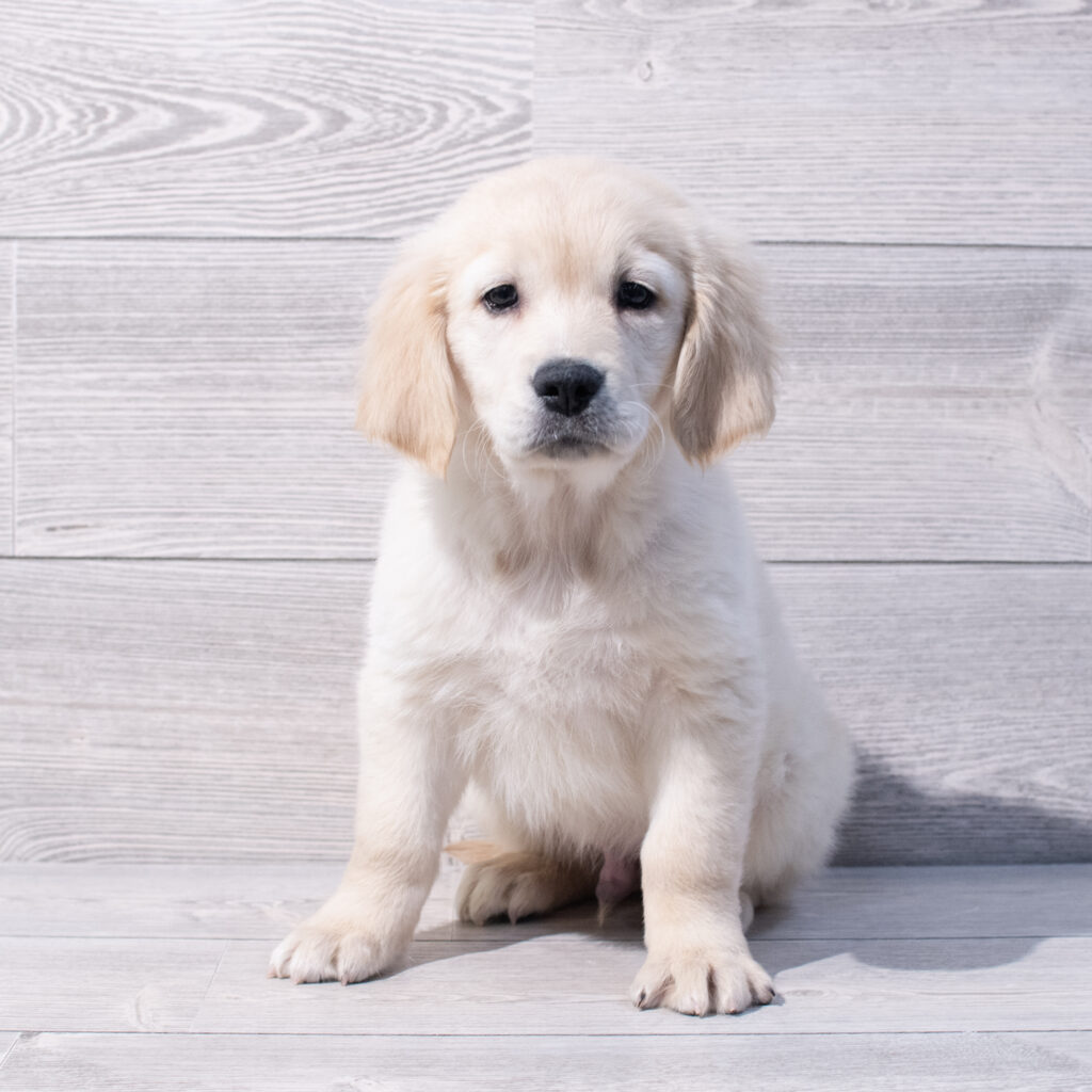 Golden Retriever Dog Male Golden 1591 Petland Cleveland