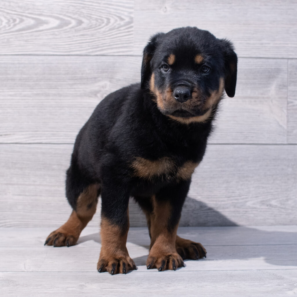 Rottweiler Dog Female Black / Tan 1592 Petland Cleveland