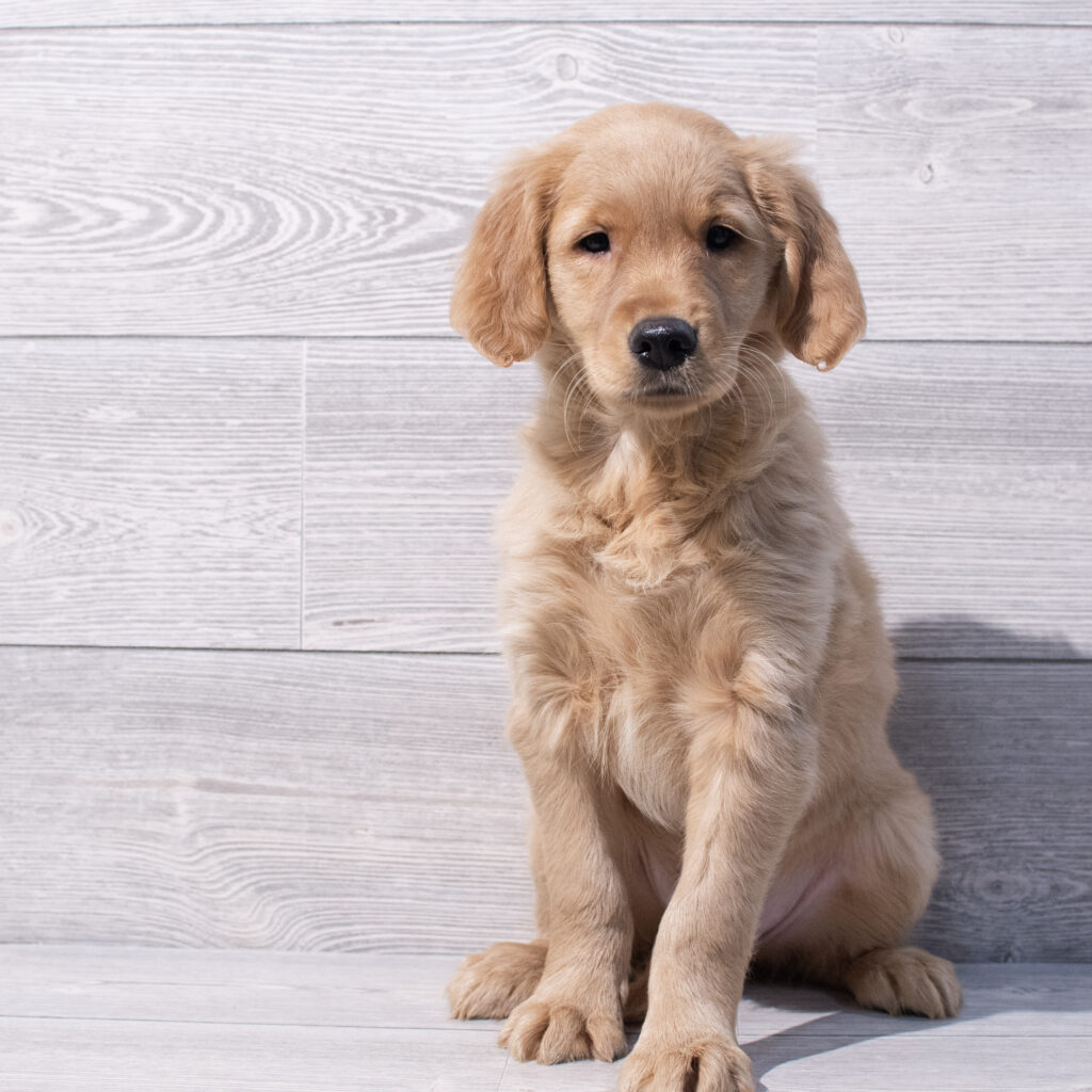 Golden Retriever Dog Female Golden 1598 Petland Cleveland