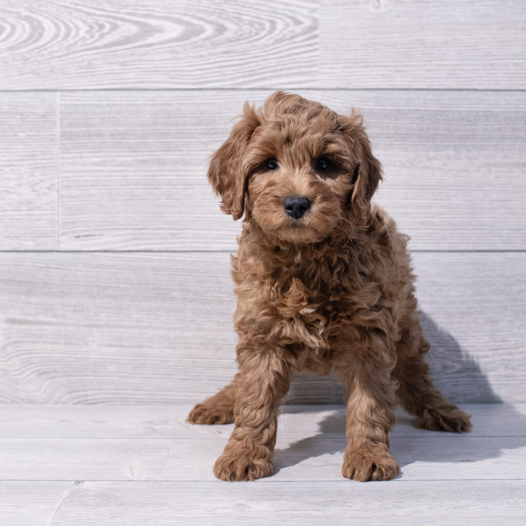Goldendoodle Mini 2nd Gen Dog Male Red 1593 Petland Cleveland
