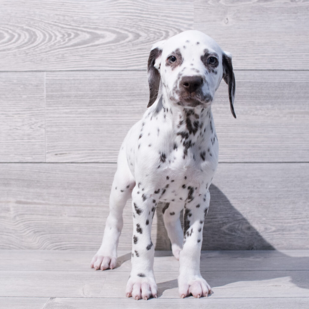 Dalmatian Dog Female Liver / White 1590 Petland Cleveland