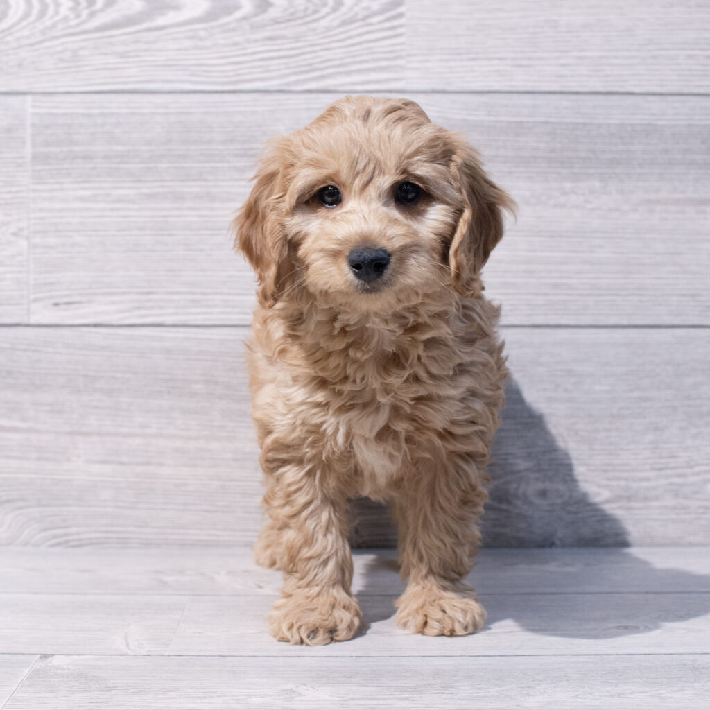 Goldendoodle Mini 2nd Gen Dog Male Apricot 1599 Petland Cleveland