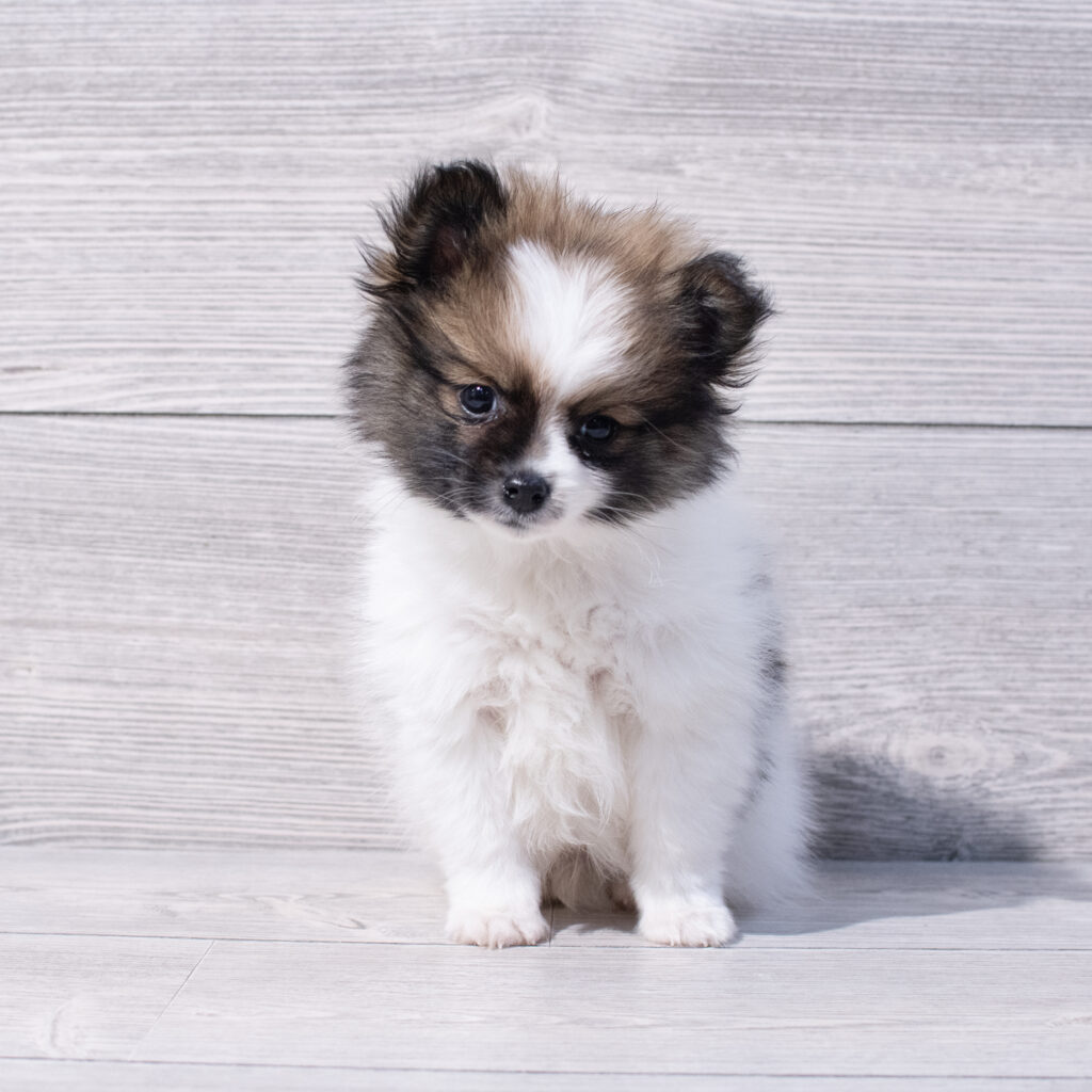 Pomeranian Dog Male Brown / White 1595 Petland Cleveland
